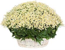 Цветочная композиция из Ромашки в корзине #REPLACE_PRED# Козлово